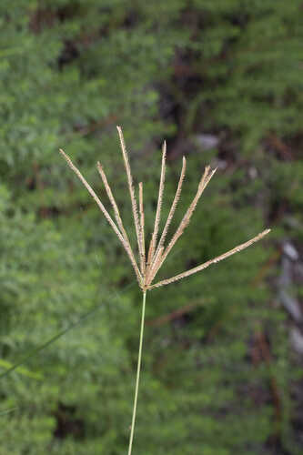 Eustachys glauca #1